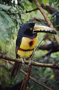 Collared Aracari (Pteroglossus torquatus)on tree branch, Belize