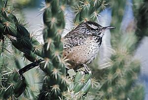 Cactus wren (Campylorhynchus brunneicapillus) on cholla cactus