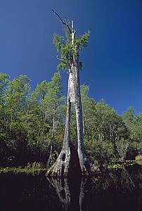 Ancient bald cypress (Taxodium distichum) with hollow trunk