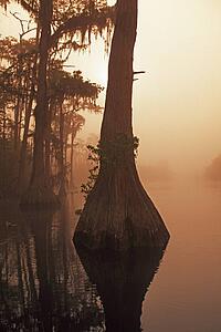 Bald cypress (Taxodium distichum)
