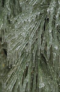 Hard rime ice on ponderosa pine branch and needles