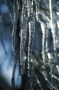 Icicles on tree branch