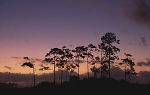 Twilight behind slash pine trees (Pinus elliottii) on pine hammock