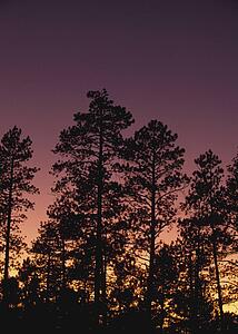Ponderosa pine trees (Pinus ponderosa), Jemez Mountains, New Mexico, USA