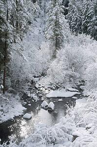 Fresh snow, Jemez National Recreation Area, New Mexico, USA