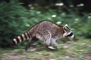 Raccoon (Procyon lotor) running