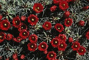 Claret-cup Hedgehog Cactus (Echinocereus triglochidiatus var. melanacanthus), White Sands National Monument, New Mexico, USA