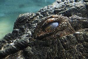 Saltwater crocodile (Crocodylus porosus)