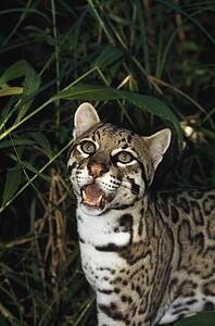 Ocelot (Leopardus pardalis), Belize