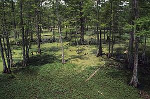 Cypress swamp, Atchafalaya Basin, Los Angeles, USA