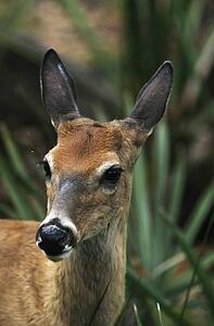White-tailed deer (Odocoileus virginianus), Los Angeles, USA