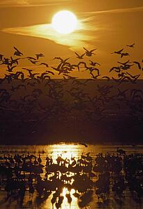 Snow geese (Chen caerulescens), Bosque del Apache National Wildlife Refuge, New Mexico, USA