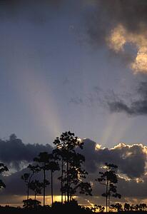 Sunrise behind slash pine trees (Pinus elliottii), Everglades National Park, Florida, USA