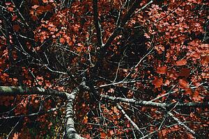 Maple tree with autumn color, North Carolina, USA