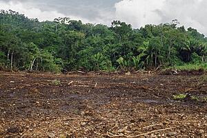 Tropical forest cleared by machinery, Belize