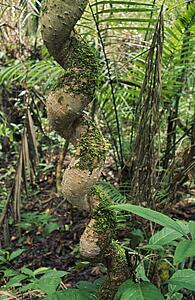 Liana with spirial shape, Amazon Basin, Ecuador