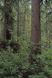Verdant undergrowth, redwood forest, Prairie Creek Redwoods State Park, California, USA