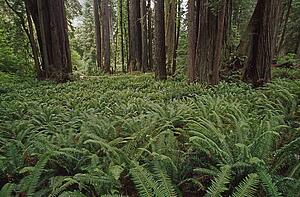 Ferns cover floor of redwood forest, California, USA