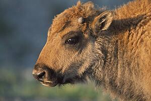 Bison calf (Bison bison), Yellowstone National Park, Wyoming, USA