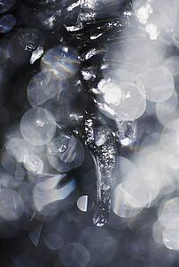 Icicle on tree branch