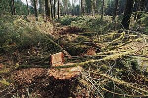 Stump and slash in logging area