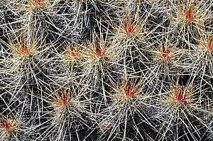 Cactus spines