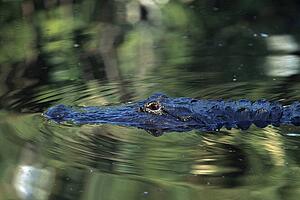 American alligator swimming