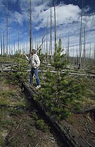 Man examining lodgepole pine regrowth, Yellowstone National Park, Wyoming, USA
