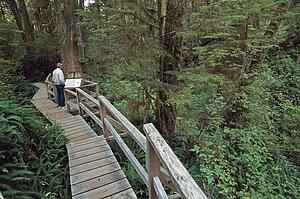Man reads display along boardwalk through temperate rainforest