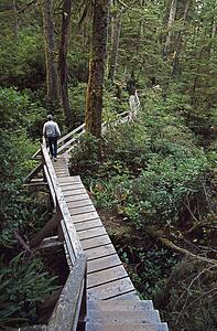 Adult male walks along boardwalk through temperate rainforest