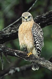 Red-shouldered hawk perched on branch