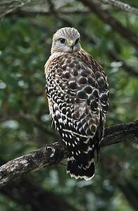 Red-shouldered hawk (Buteo lineatus) perched on a branch