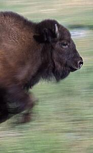 Bison running in meadow