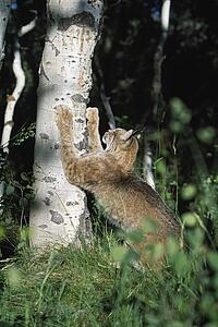 Lynx (Felis lynx) scratching claws on aspen tree