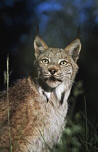 Lynx (Felis lynx)