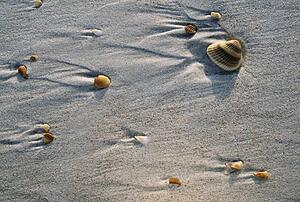 Seashell imbedded in beach sand
