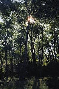 Sunburst through fremont cottonwood grove