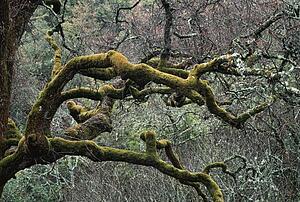 Moss covered limbs of an oak tree in a chaparral-oak woodland