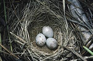 Dark-eyed junco (Junco hyemalis) eggs in nest woven from grass