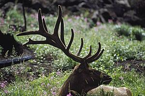 Bull elk resting in alpine meadow with antlers in velvet