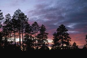 Ponderosa pine silhouettes on ridge with sunset light in clouds