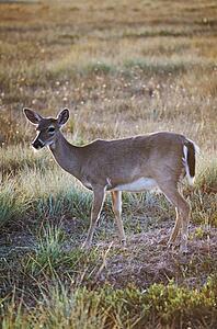 Key deer in meadow
