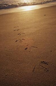 Heron tracks leading up from the surf on the beach