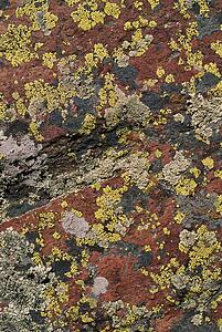 Lichen pattern on boulder
