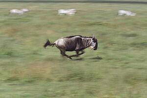 Wildebeest racing across field, Serengeti National Park, Tanzania, Africa