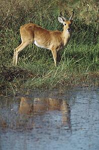 Reedbuck (Redunca redunca)