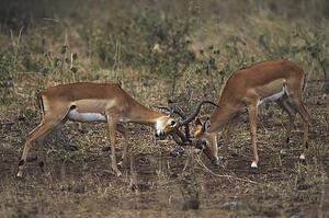 Impala (Aepyceros melampus) bucks sparring
