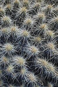 Sharp spines of strawberry cactus