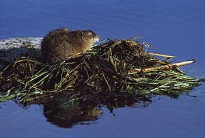 Muskrat on top of acquatic hut it has built in a pond