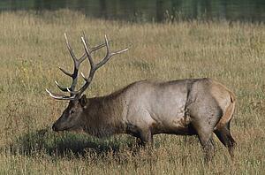 Bull elk (Cervus canadensis) in grass